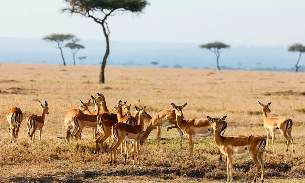 Un branco di antilopi al pascolo in un campo erboso durante un safari nello Tsavo Est.