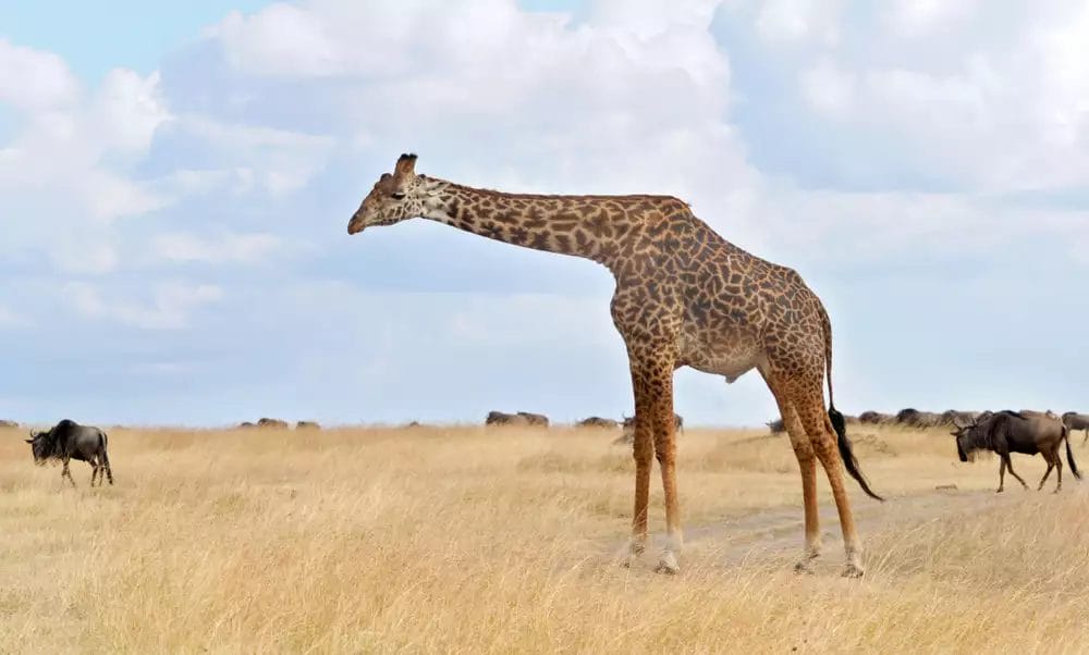 Una giraffa che sta con grazia in un campo erboso durante un safari.