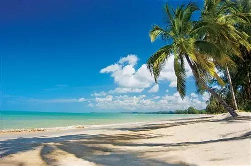 Una spiaggia sabbiosa PREMIUM con palme e acqua blu.