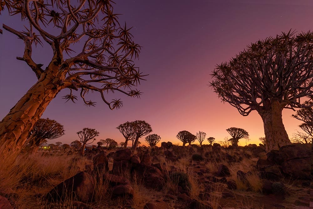 Alberi faretra stagliati contro un cielo crepuscolare nel paesaggio desertico del Sud Africa.