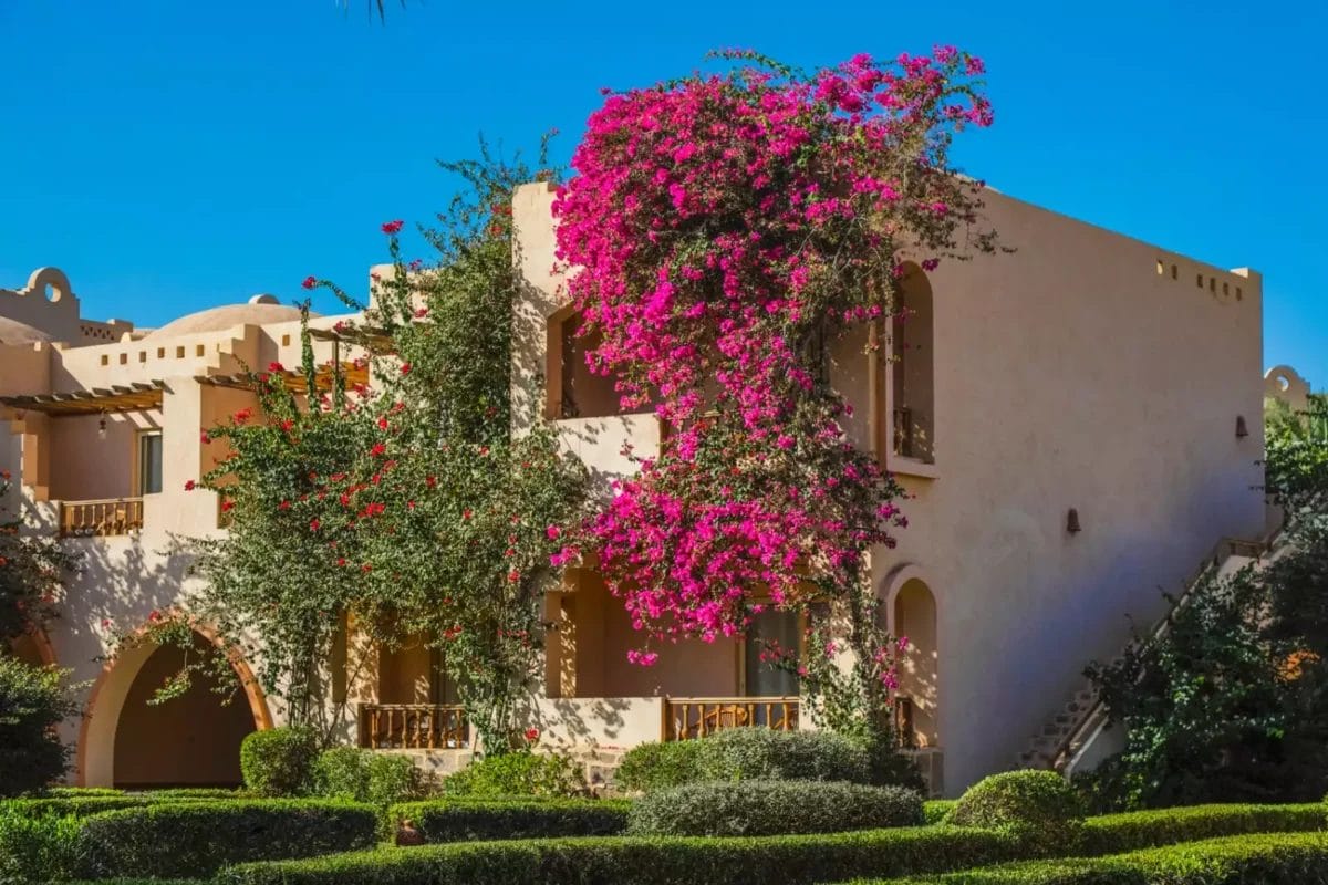 Casa in stile Dream Lagoon Resort adornata da vivaci bouganville rosa sotto un cielo azzurro e limpido.