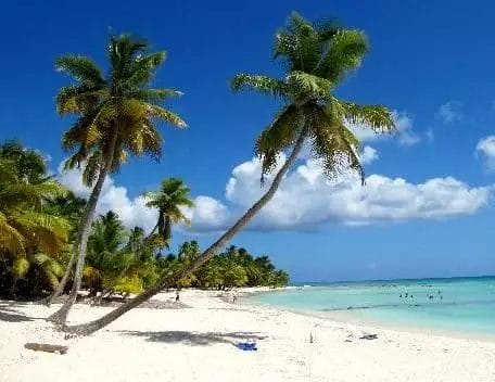 Due palme che si appoggiano su una spiaggia sabbiosa presso il resort Bahia Principe Grand La Romana con cieli azzurri e limpidi.