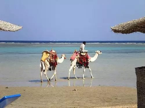 Una persona che cavalca un cammello sulla spiaggia, con un altro cammello al seguito, in una giornata soleggiata con cielo azzurro e acque limpide a JAZ Grand Marsa.