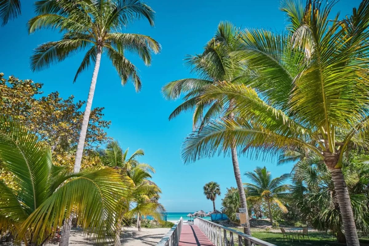 Una passerella tropicale fiancheggiata da alte palme che conduce verso la tranquilla spiaggia di Varadero sotto un cielo azzurro e limpido.