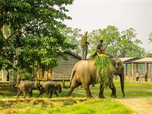 Due persone cavalcano un elefante adulto che trasporta dell'erba, seguite da due cuccioli di elefante in un ambiente rurale verde.
