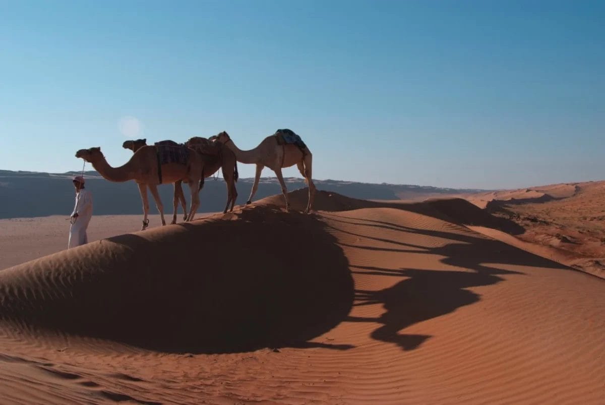 Una persona con tre cammelli si trova su una duna di sabbia sotto un cielo azzurro e limpido nel deserto.