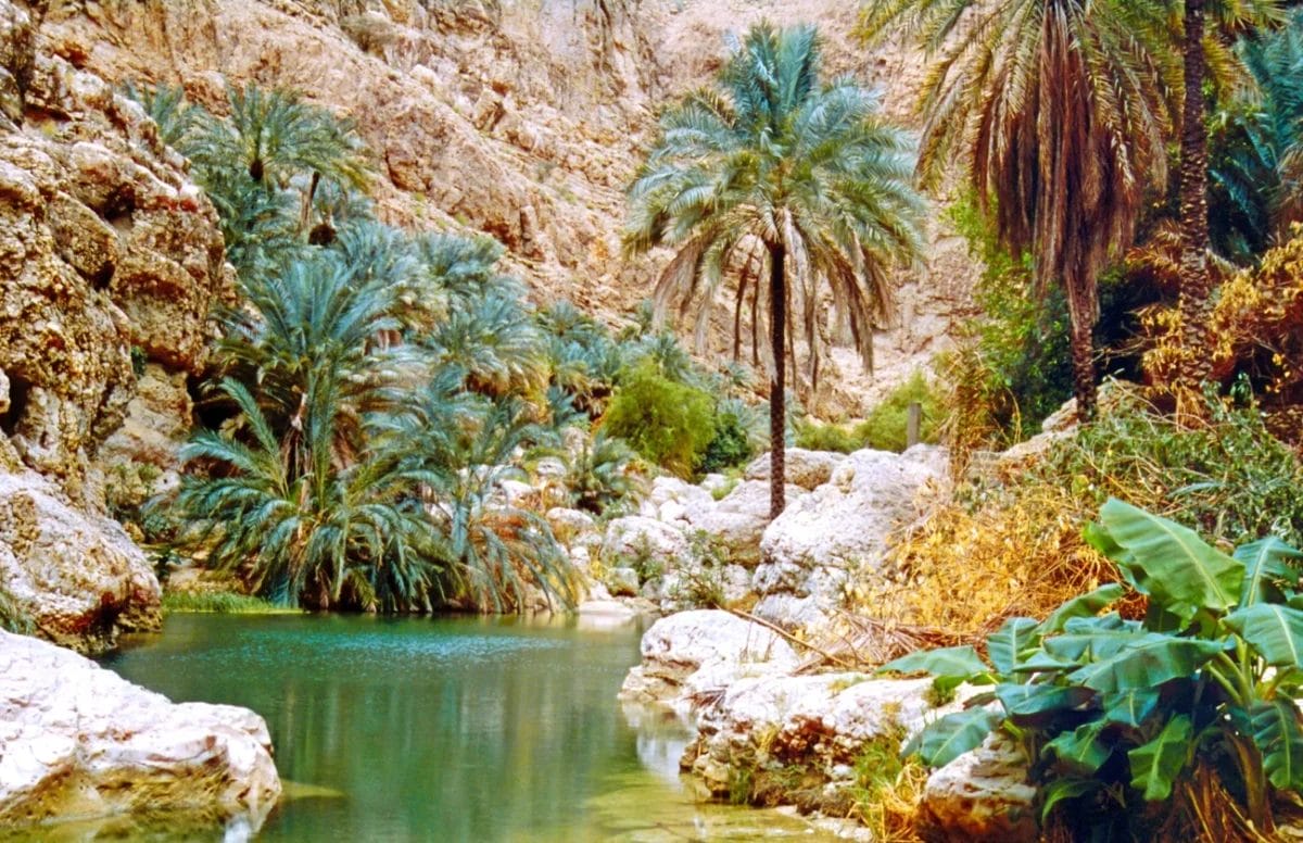 Palme e verde lussureggiante circondano una piscina d'acqua limpida in un canyon roccioso del deserto.